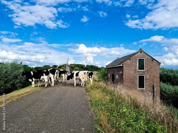 Obraz Cows walking on the dike.