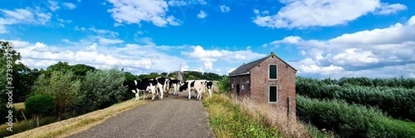 Obraz Cows walking on the dike.