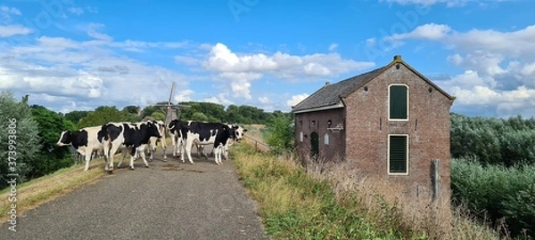 Obraz Cows walking on the dike.