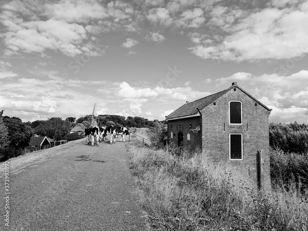 Obraz Cows walking on the dike.