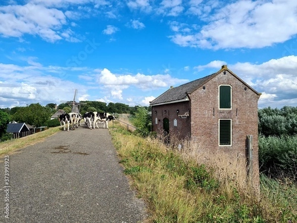 Obraz Cows walking on the dike.