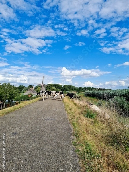 Obraz Cows walking on the dike.