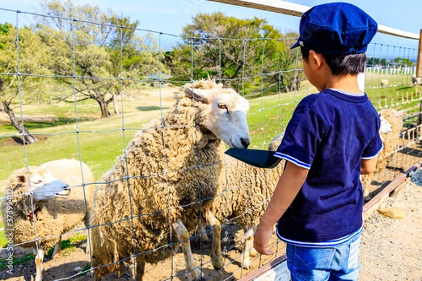 Obraz 羊にエサをあげる男の子の後ろ姿