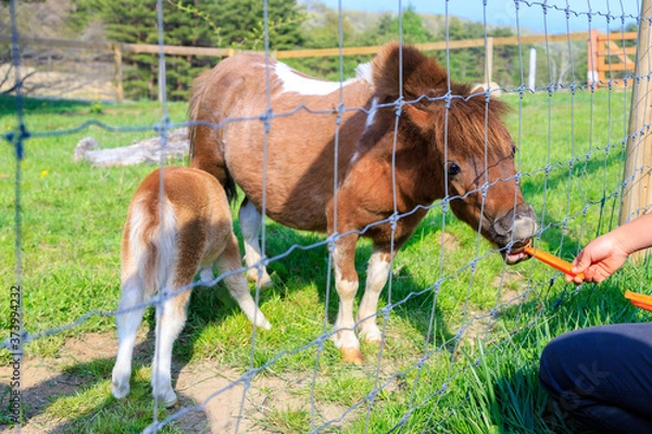 Obraz ニンジンを食べる馬