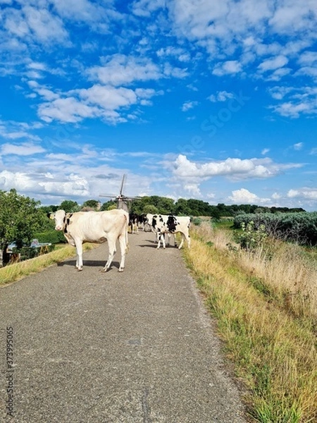 Obraz Cows walking on the dike.