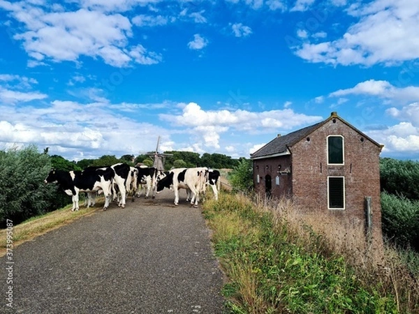 Obraz Cows walking on the dike.