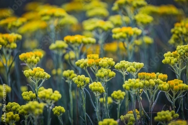 Obraz Immortelle yellow flowers closeup. Helichrysum arenarium or dwarf everlast flower.