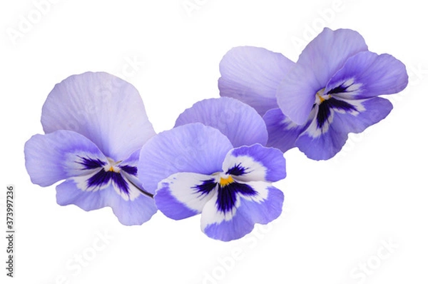Fototapeta Blue pansies on white isolated background