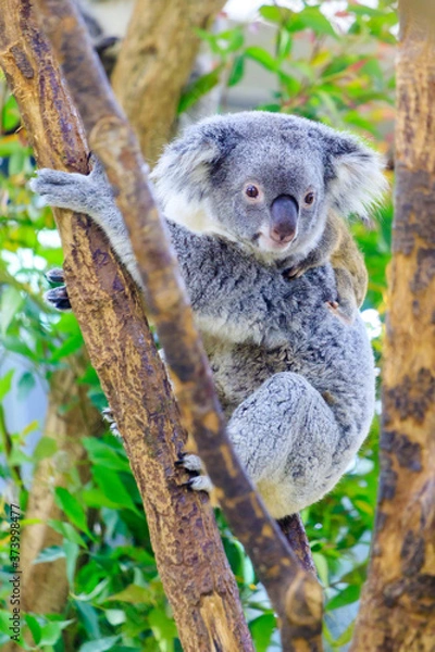 Obraz 木に登るコアラ