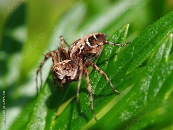 Fototapeta spider on a leaf