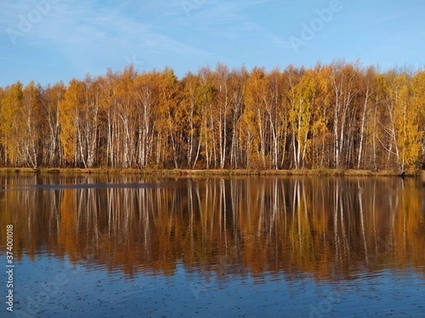 Fototapeta autumn in the forest