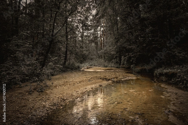 Fototapeta moody landscape of forest creek at twilight