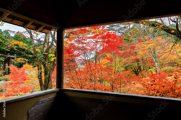 Obraz 窓から見た美しい紅葉