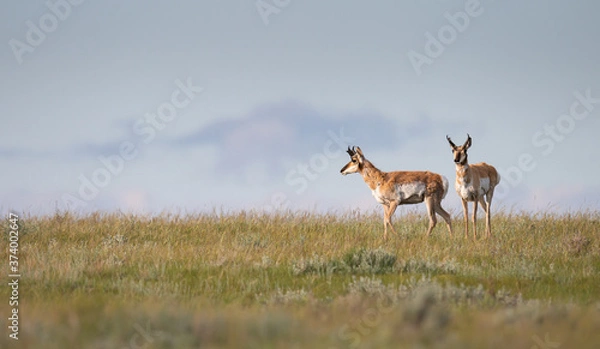 Fototapeta Pronghorn