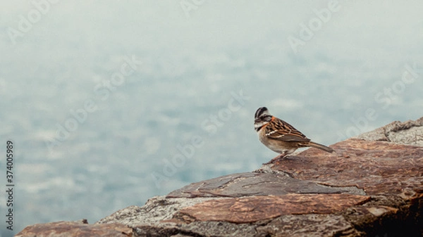 Obraz lizard on the rock