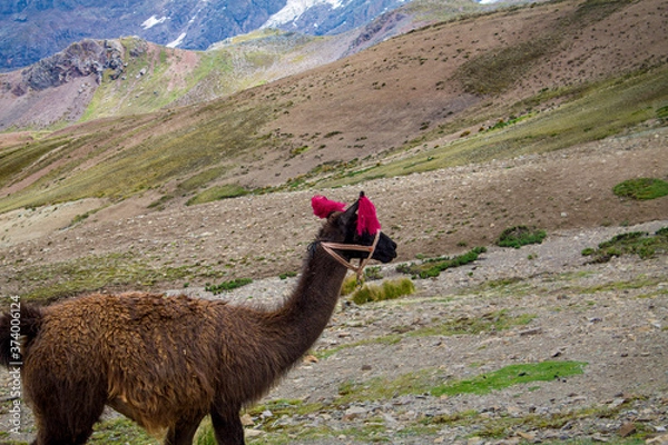 Obraz llama in the mountains