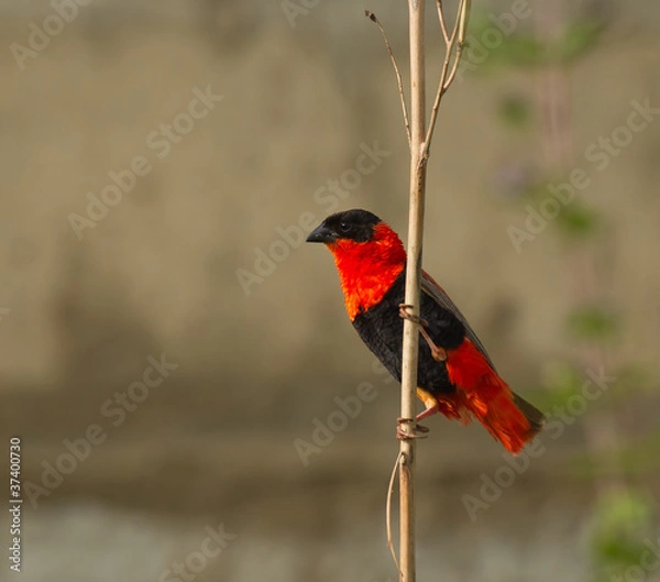 Obraz Northern Red Bishop