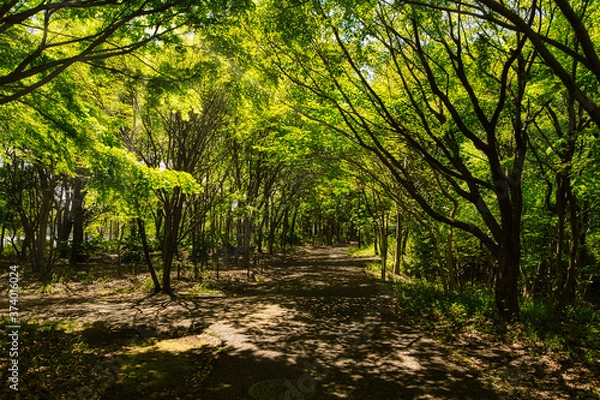 Obraz 森のトンネル　千葉県立 北総花の丘公園　千葉ニュータウン