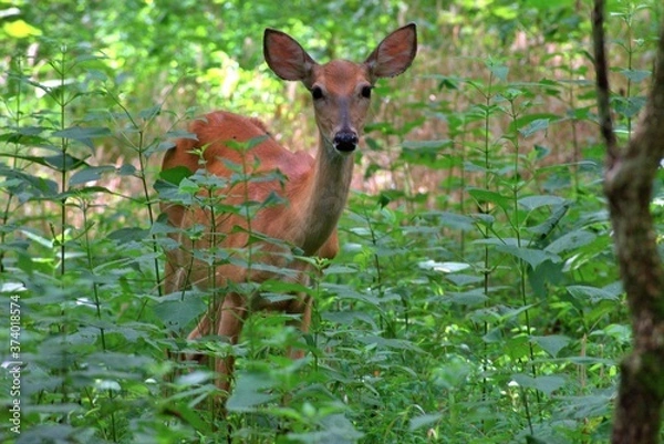 Obraz Venada en el bosque