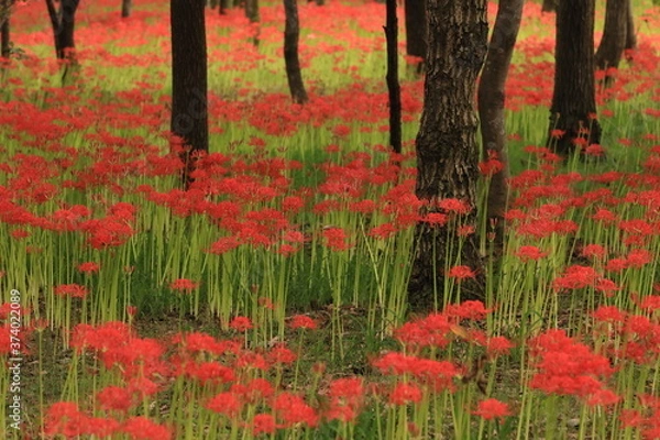 Obraz 森の中の赤い絨毯のように見えた彼岸花