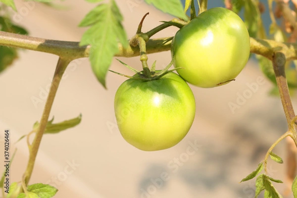 Obraz green tomatoes on vine