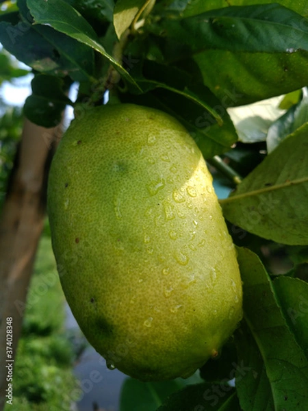 Fototapeta Guava fruits has vitamin c best for health. Guava fruits on tree in garden with fruits closeup