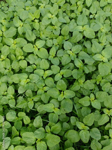 Fototapeta Young baby green spinach leaves. Fresh spinach in garden. Green leaves background.