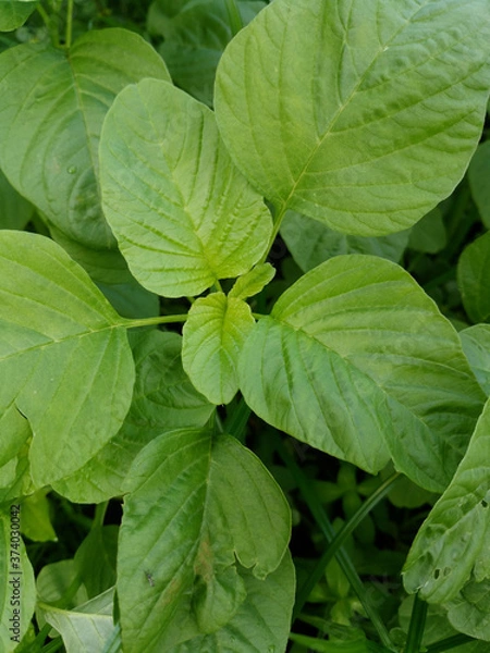Fototapeta Young baby green spinach leaves. Fresh spinach in garden. Green leaves background. Flatlay Photography