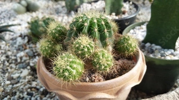 Obraz cactus in a pot