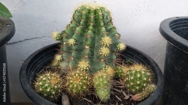 Obraz cactus on a white background