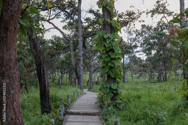 Obraz Walkway stone path in forest  by vegetation