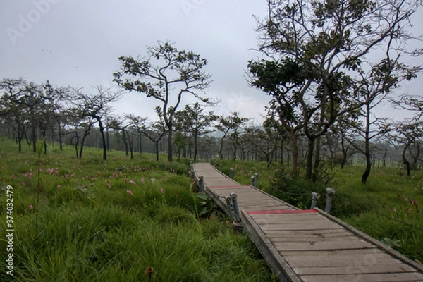 Fototapeta Walkway stone path in forest  by vegetation