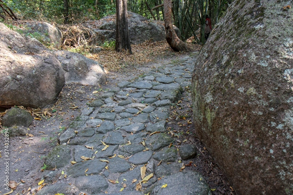 Fototapeta Walkway stone path in forest  by vegetation