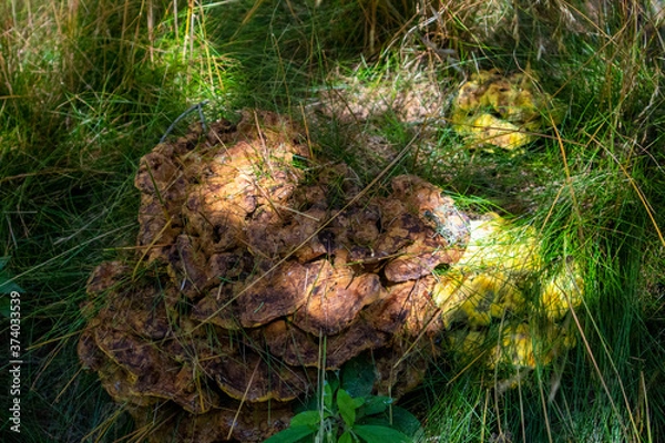 Obraz moss in the forest