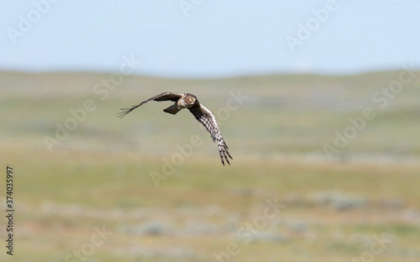 Obraz Hawk in the wild