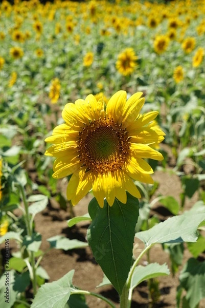 Fototapeta 向日葵の花