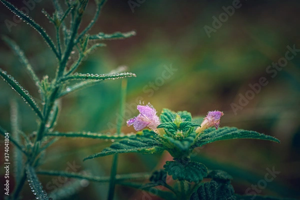 Fototapeta Summer flowers