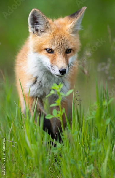 Fototapeta Red fox kit