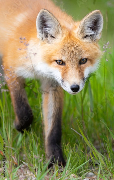 Fototapeta Red fox kit