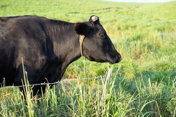 Obraz 草原に立つ黒牛の横顔