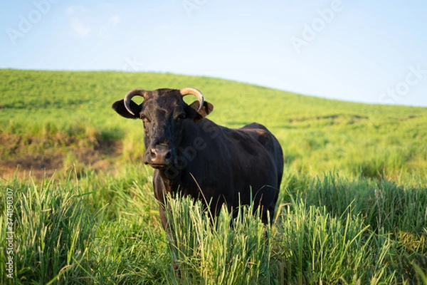Fototapeta 草原に立つの黒牛