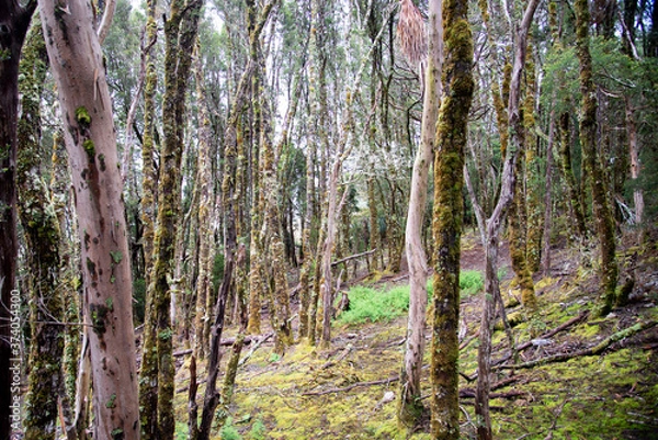 Fototapeta Cold Mossy forest of trees on Cradle Mountain Tasmania with a patch of bright green grass in foreground.