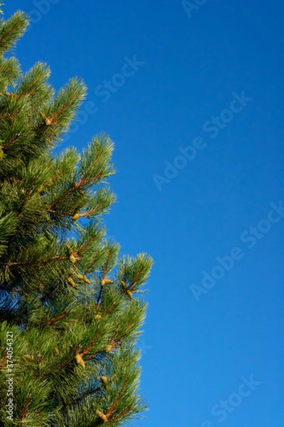 Obraz pine with cones against the blue sky