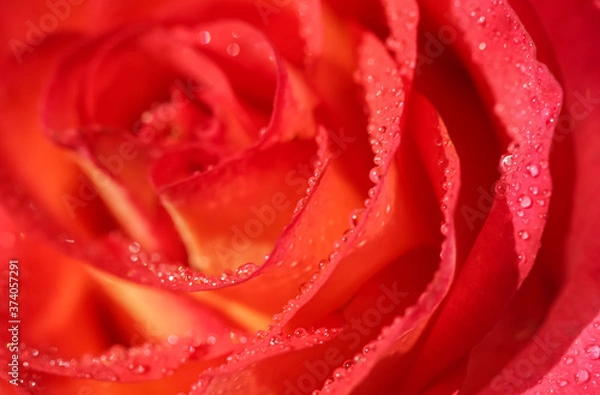 Fototapeta Soft focus, abstract floral background, red rose flower with water drops. Macro flowers backdrop for holiday design