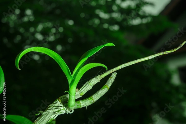 Fototapeta An orchid tree rebirth from an old dying branch.