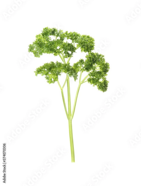 Obraz Fresh green curly parsley on white background