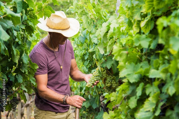 Fototapeta farmer picking grapes in the vineyard