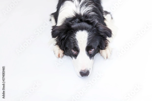 Fototapeta Funny studio portrait of cute smiling puppy dog border collie isolated on white background. New lovely member of family little dog gazing and waiting for reward. Funny pets animals life concept.