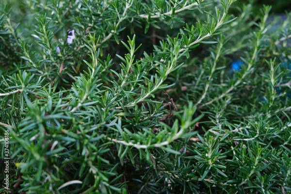 Obraz Rosemary, Herb