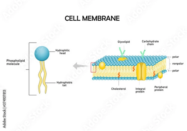 Obraz Diagram models of  cell membrane, close-up of phospholipid molecule.